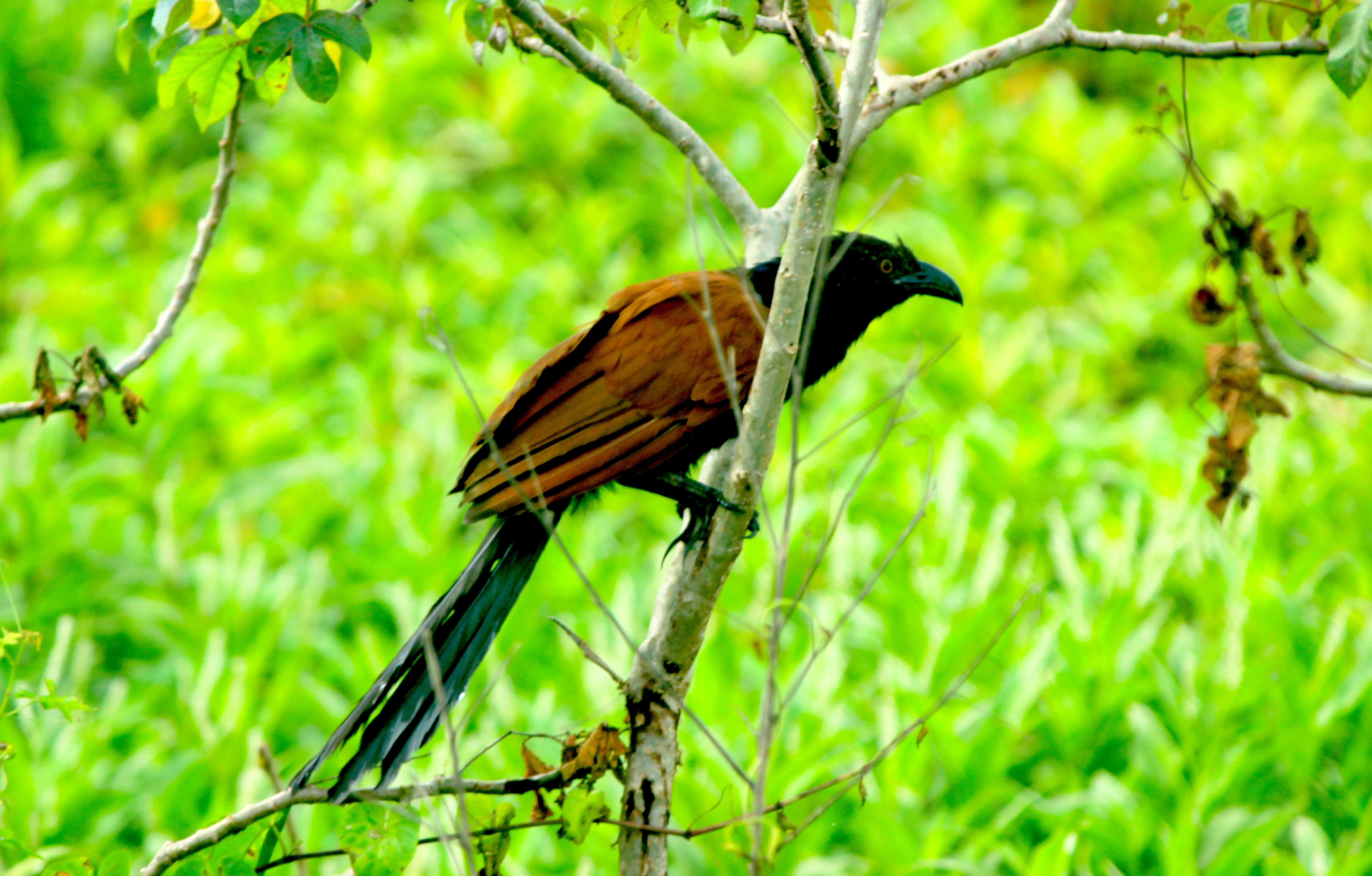 Animalphotography Bird Butbut Burung Got Got