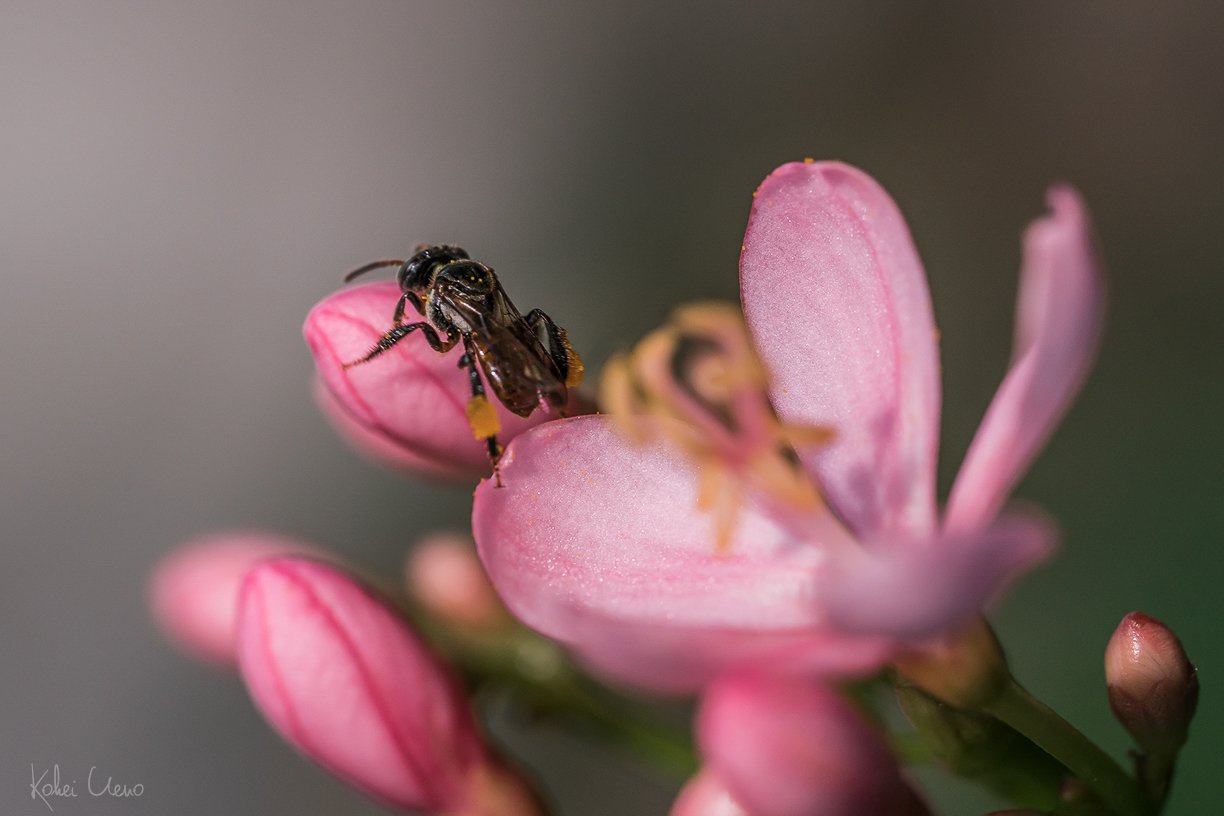 Steemitphotochallenge_macro_kuenok-.jpg