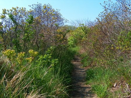 spring marsh path.jpg