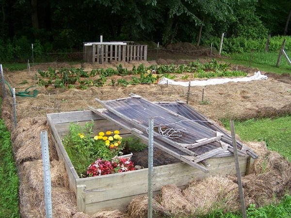 Small garden and cold frame2 crop June 09.jpg