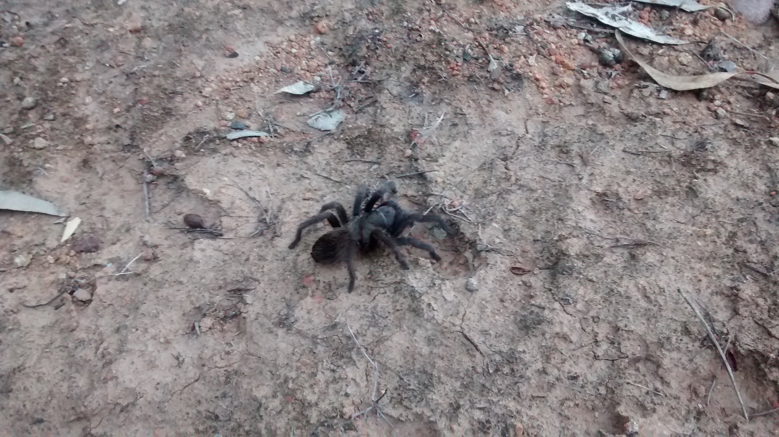 Tarantula in the yard...