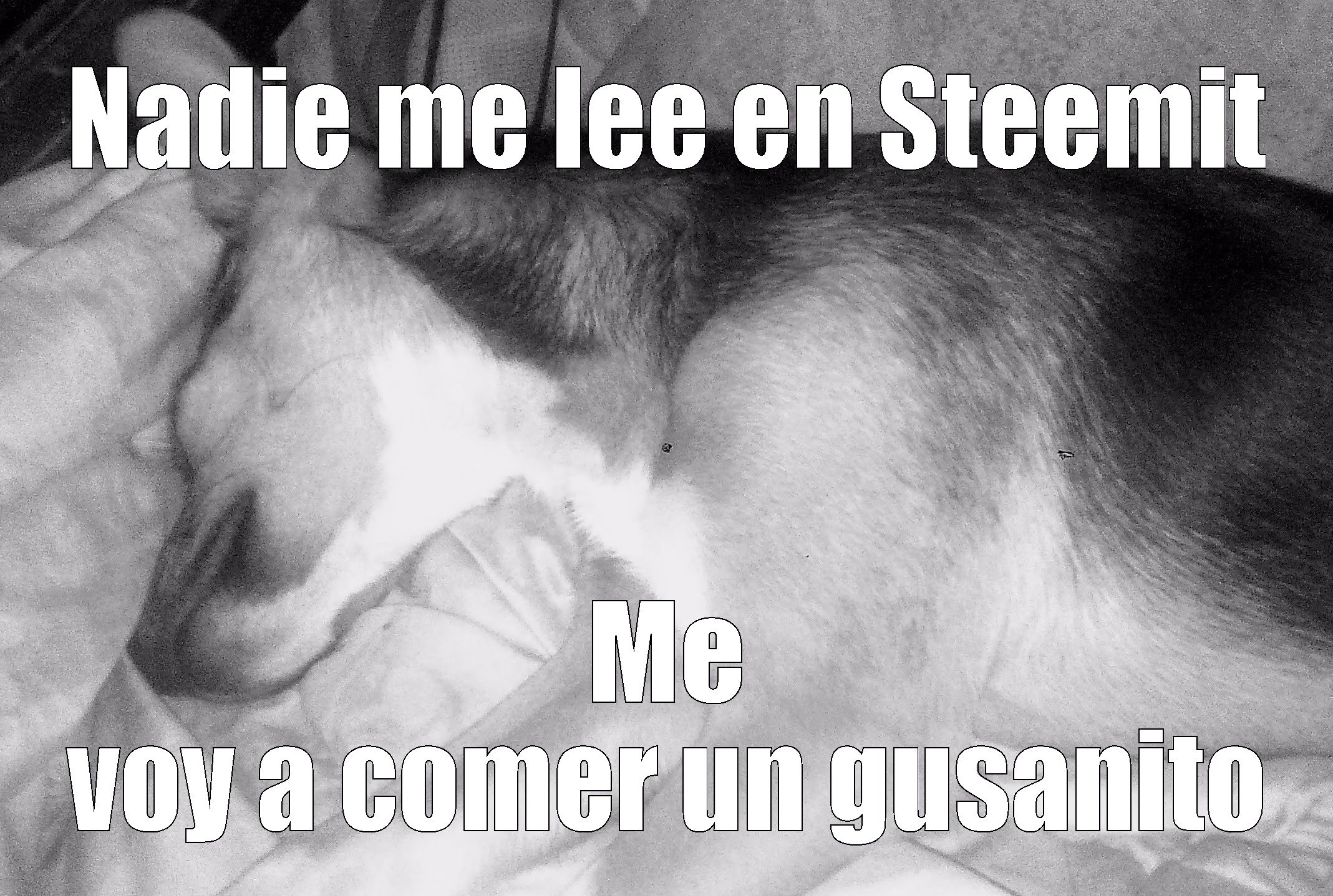 nadie me lee en steemit.png