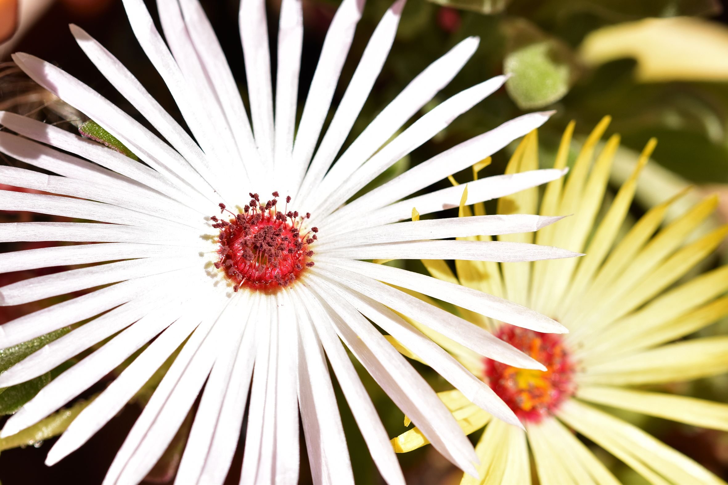 livingstone daisy white yellow.jpg