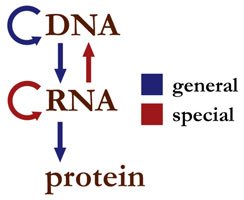 Centraldogma_nodetails-.jpg