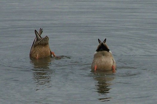 'Bottoms_up'_at_Old_Moor_-_geograph.org-.jpg