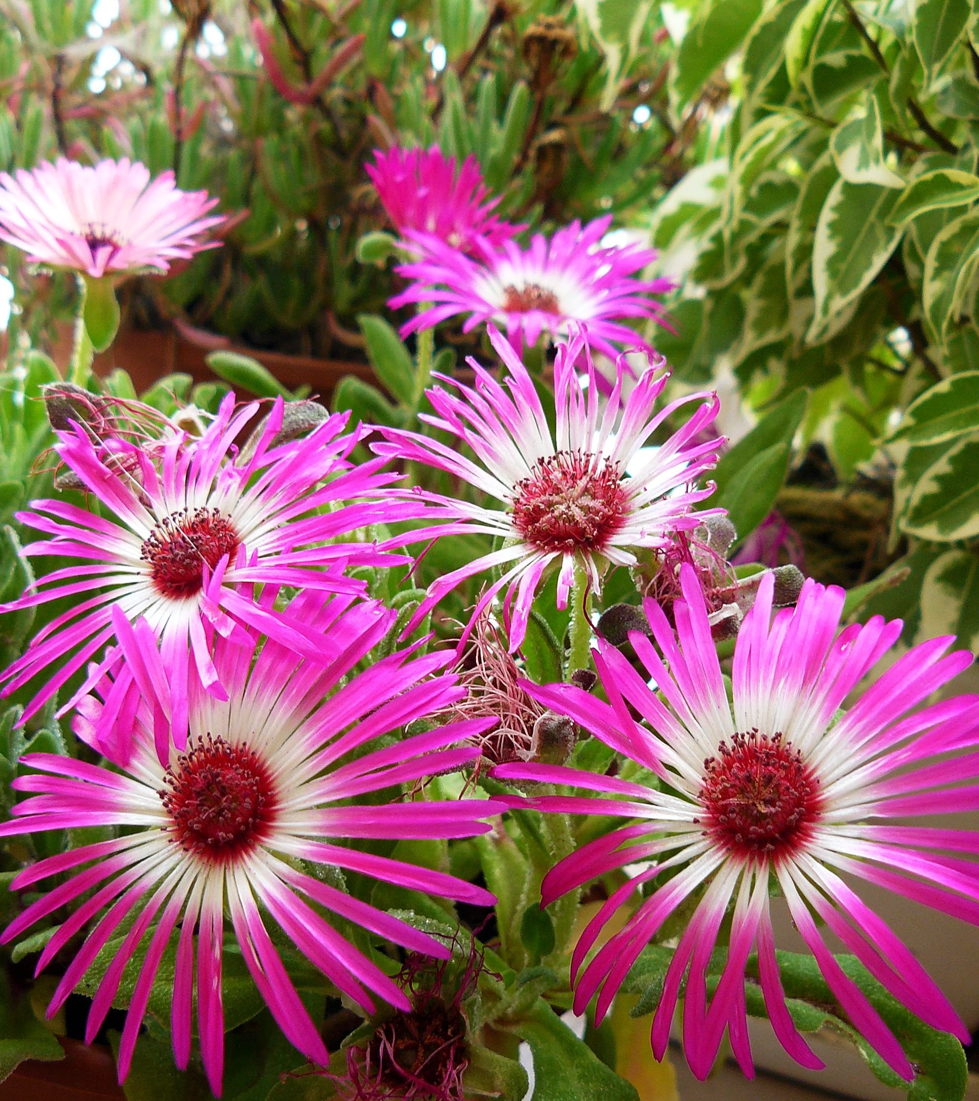 Livingstone Daisies pink.jpg