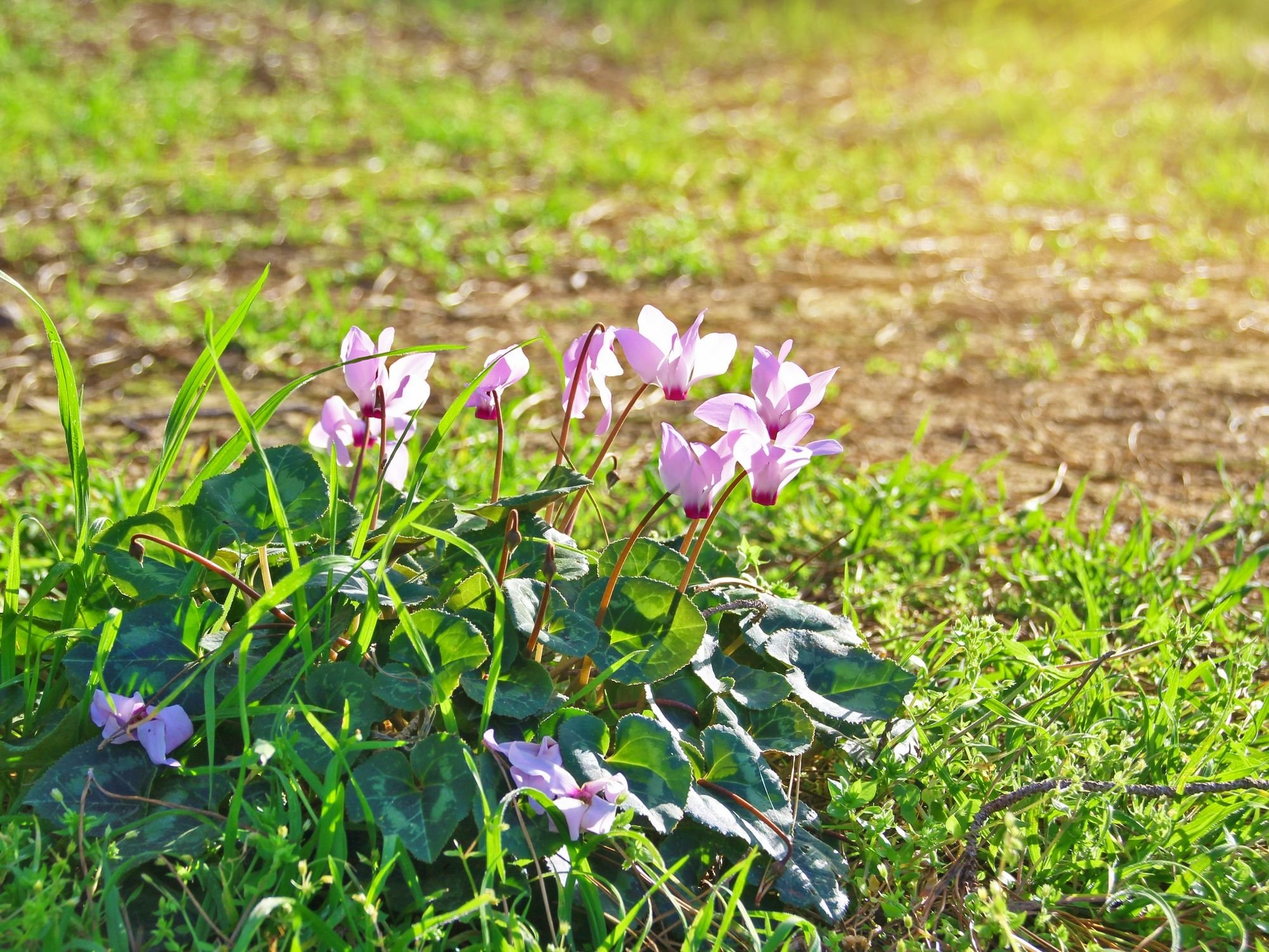 Cyclamen