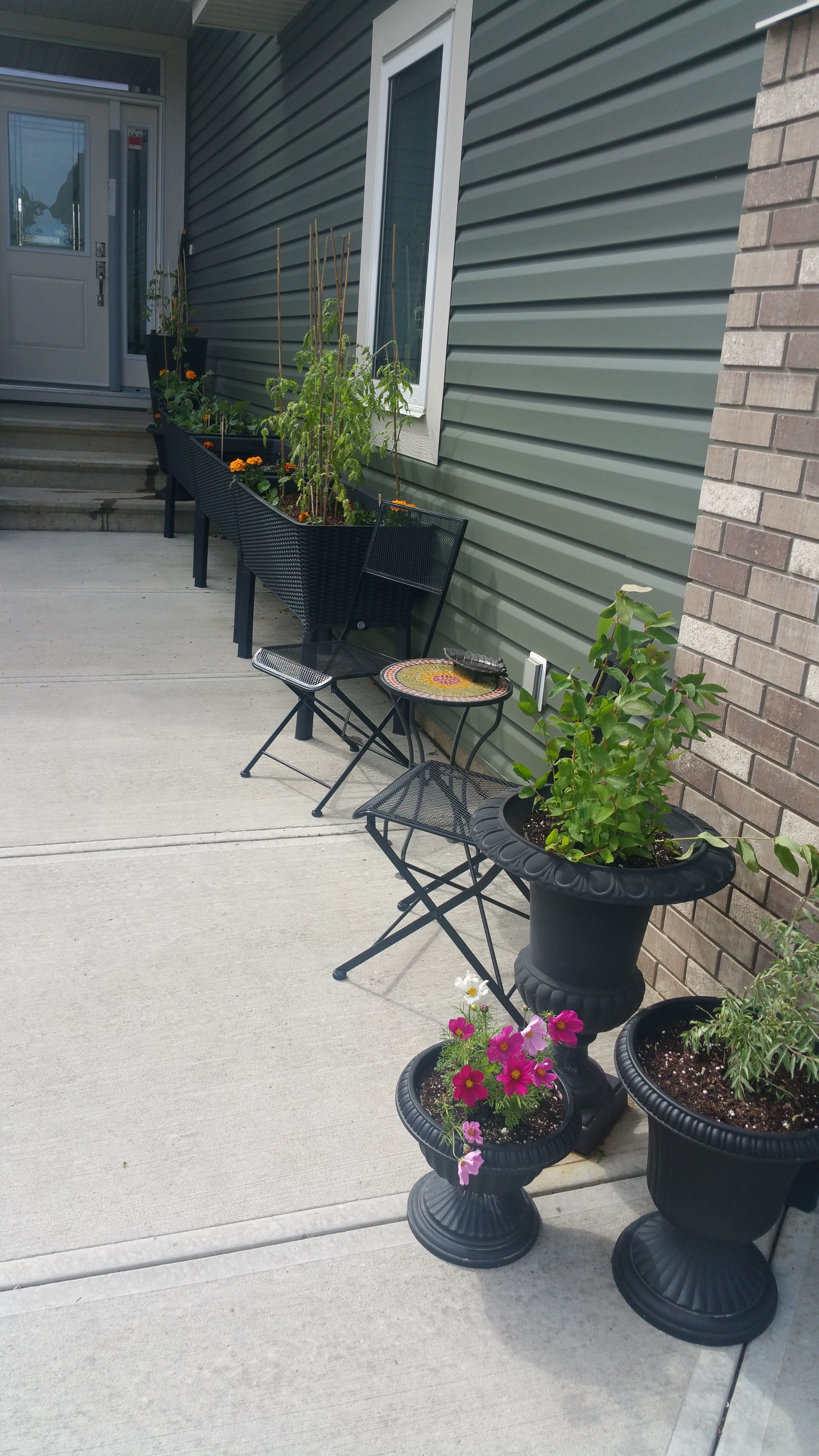 Planter Gardening Lots of Pics (front yard) — Steemit