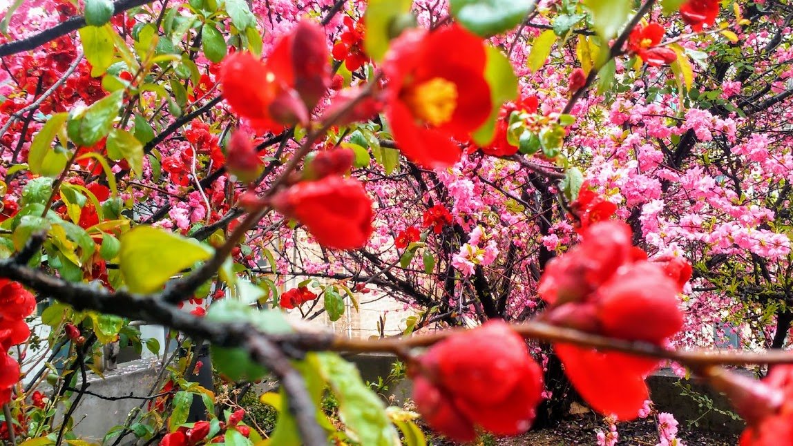 red flower 2.jpg