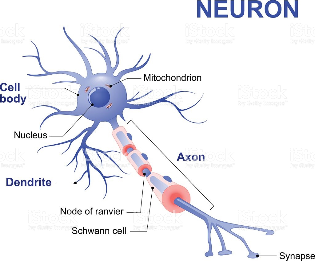 How Does A Neuron Work