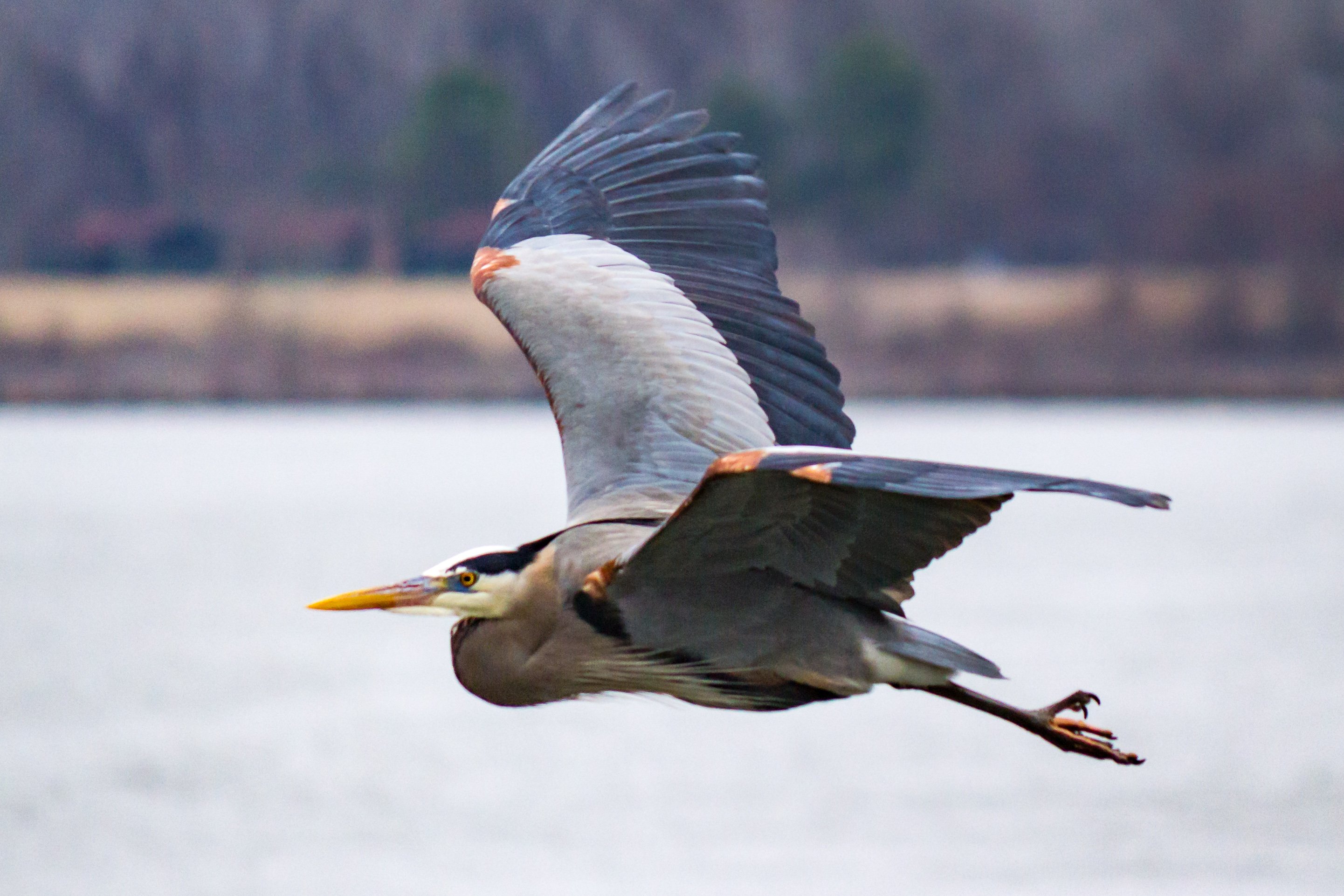 Birding_at_Dam-600.jpg