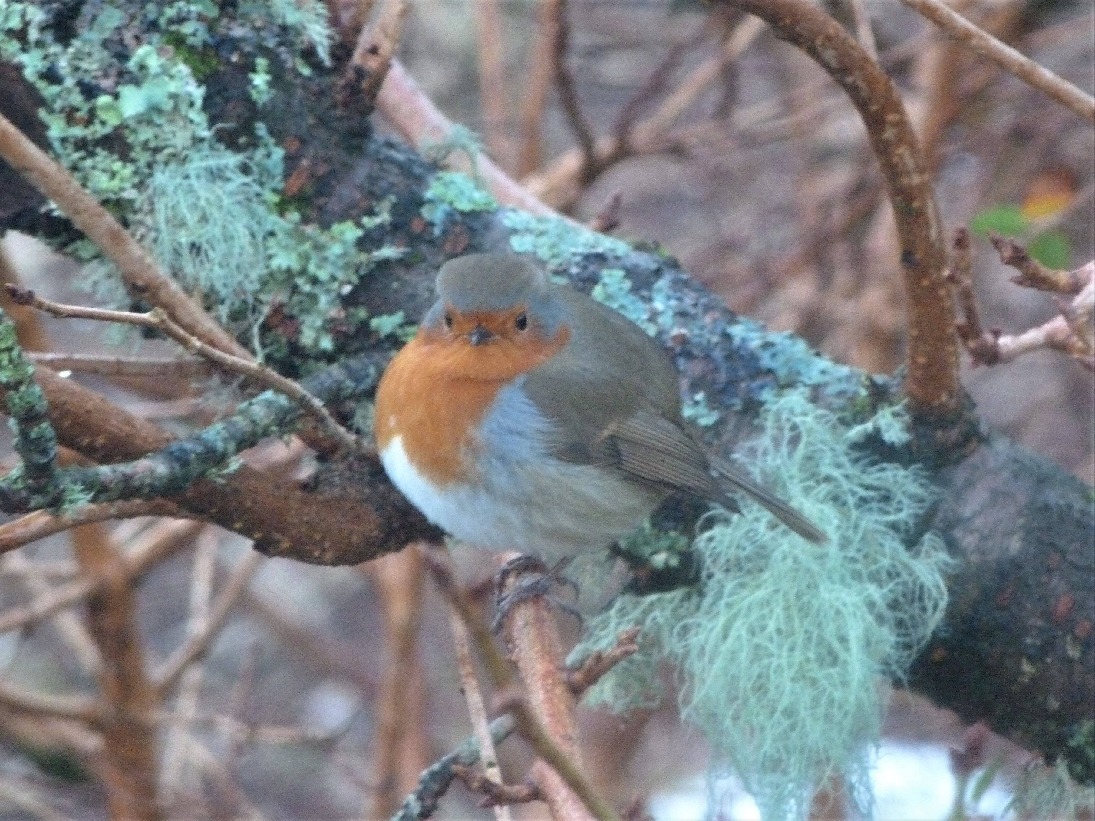 robin.jpg