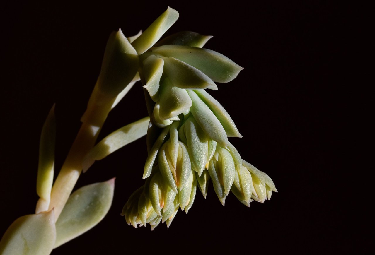 Echeveria orange flower 2.jpg