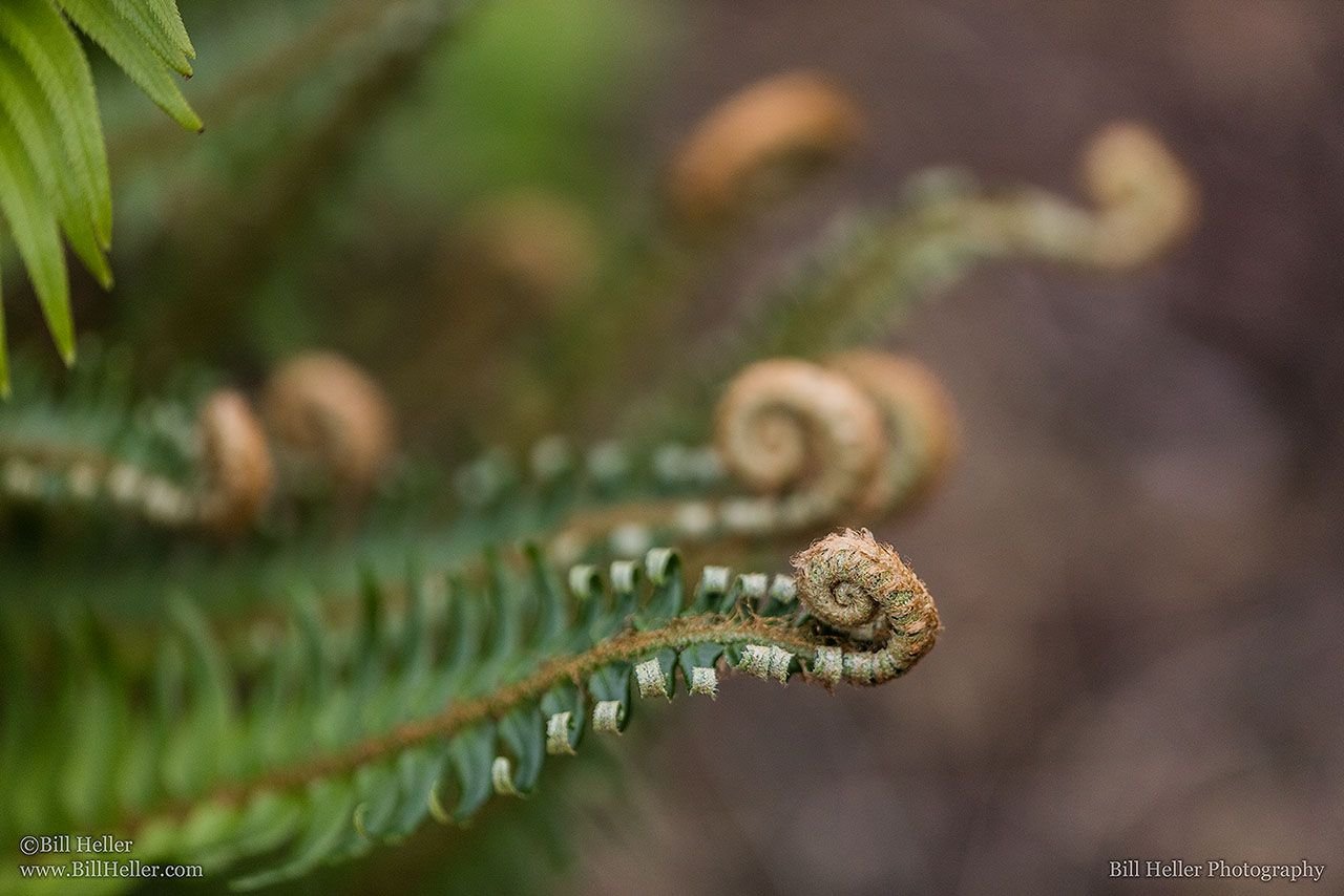 Oregon-Garden-Fronds-by-Bill-Heller-LOU_31190_max1280x1024.jpg