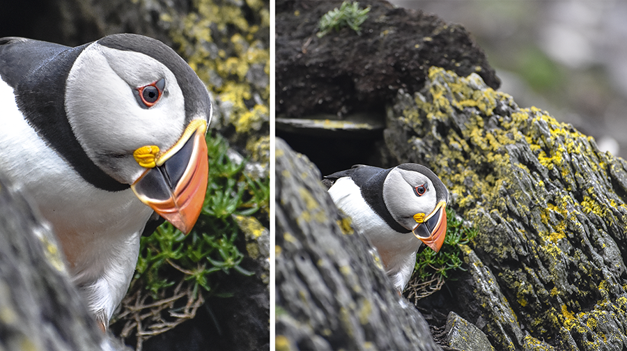 crimsonclad: close up puffin photography on skellig michael.