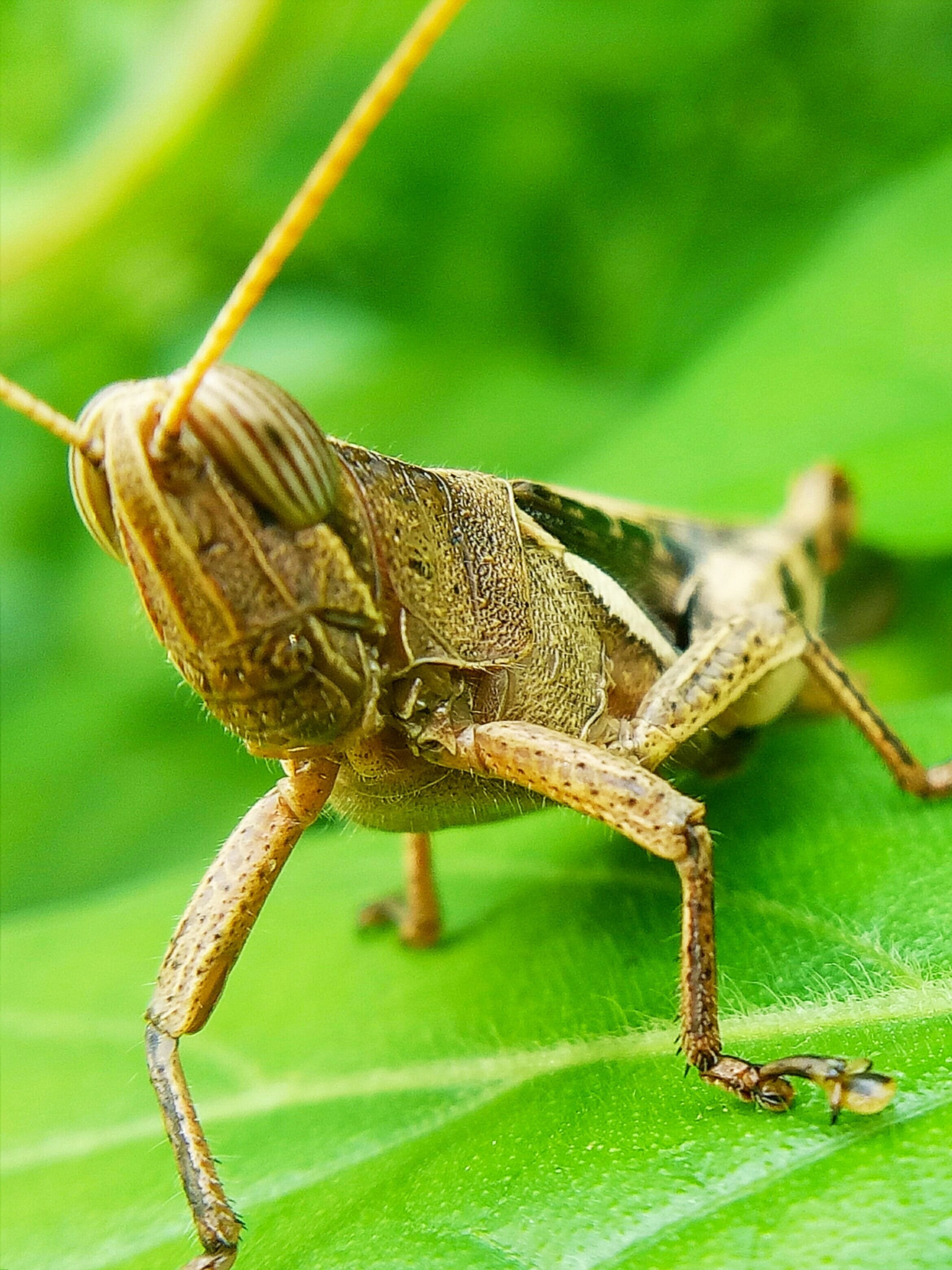 Macro photography Morfologi belalang  kayu  Steemkr