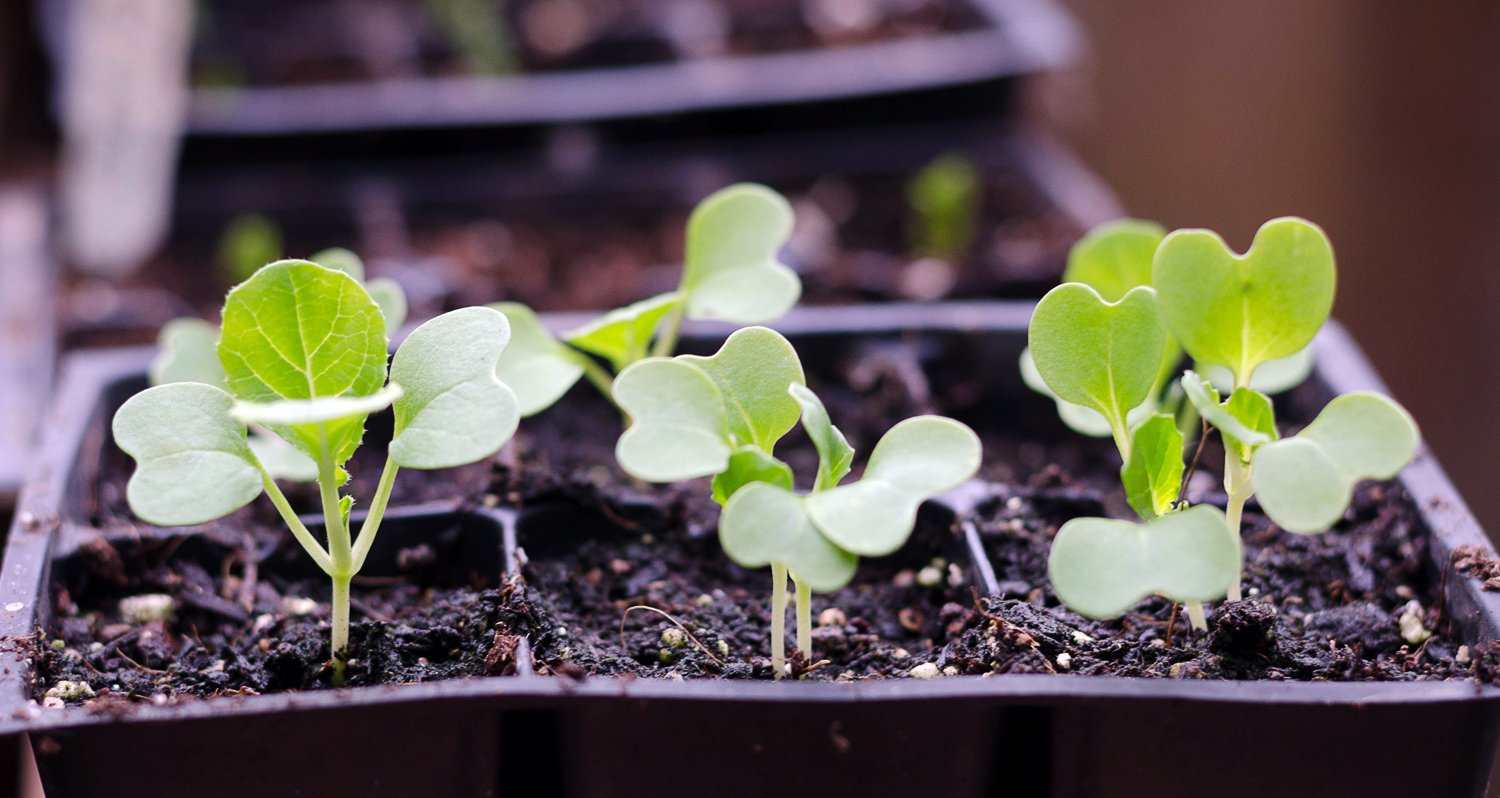 bok-choy-seedlings.jpg