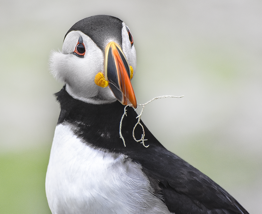 crimsonclad: close up puffin photography on skellig michael.