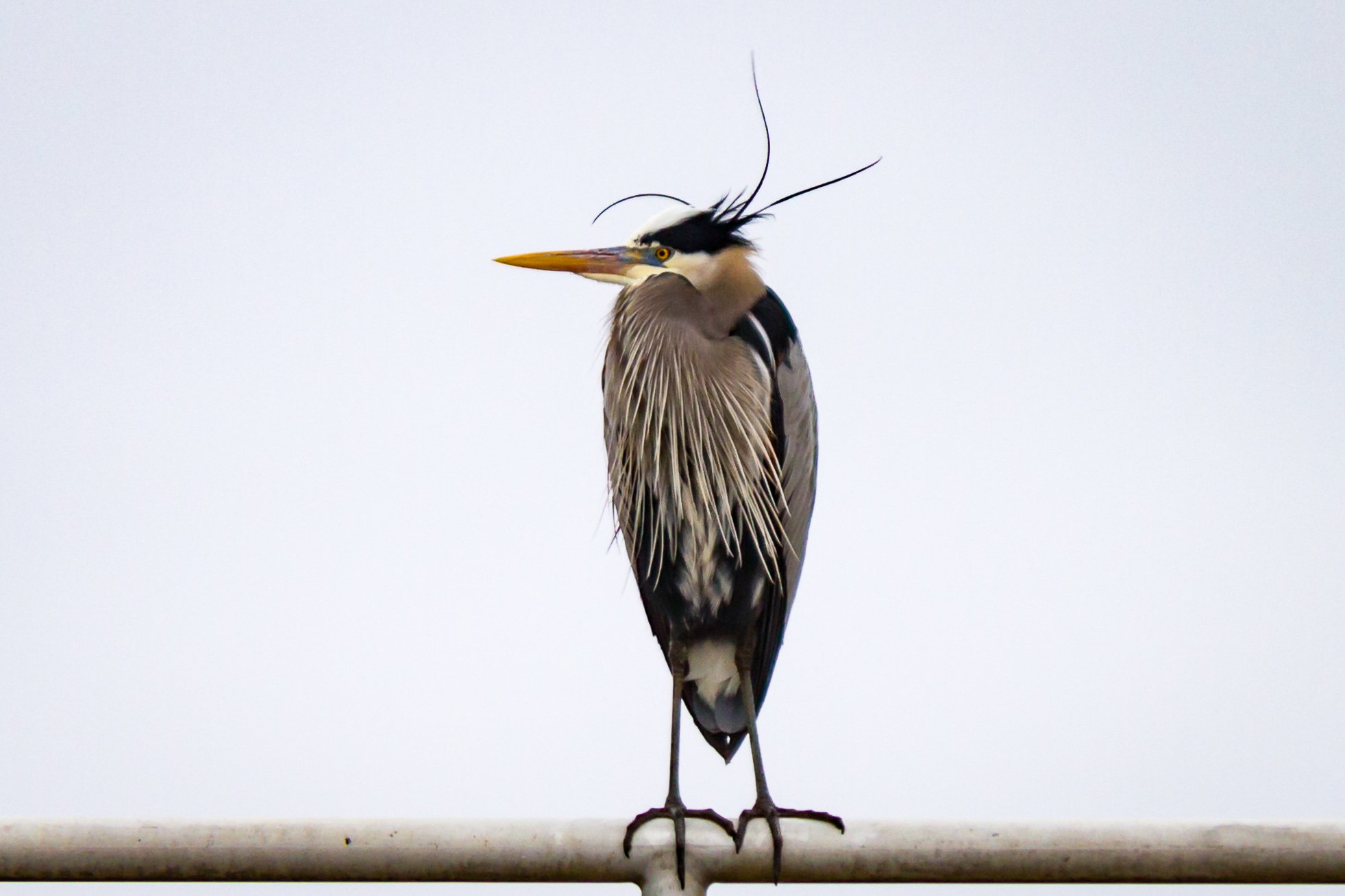 Birding_at_Dam-642.jpg