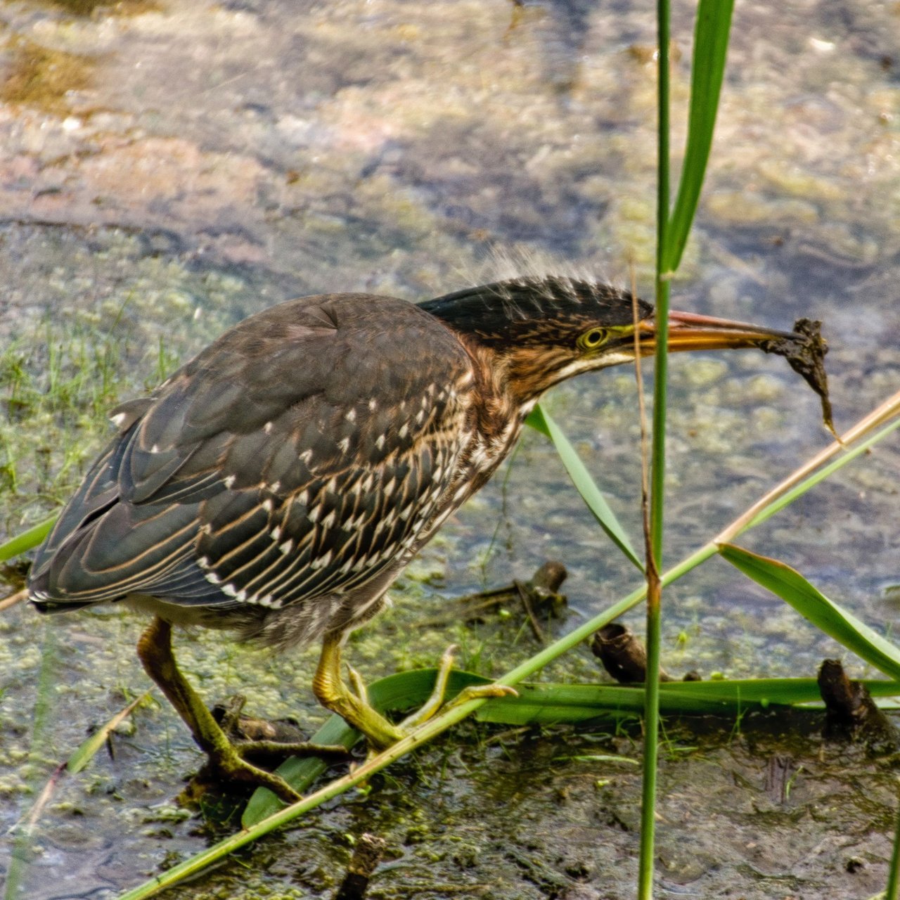 COAST GreenHeron1.jpg