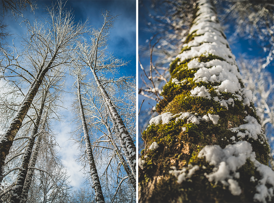 crimsonclad-snow-trees-1.png