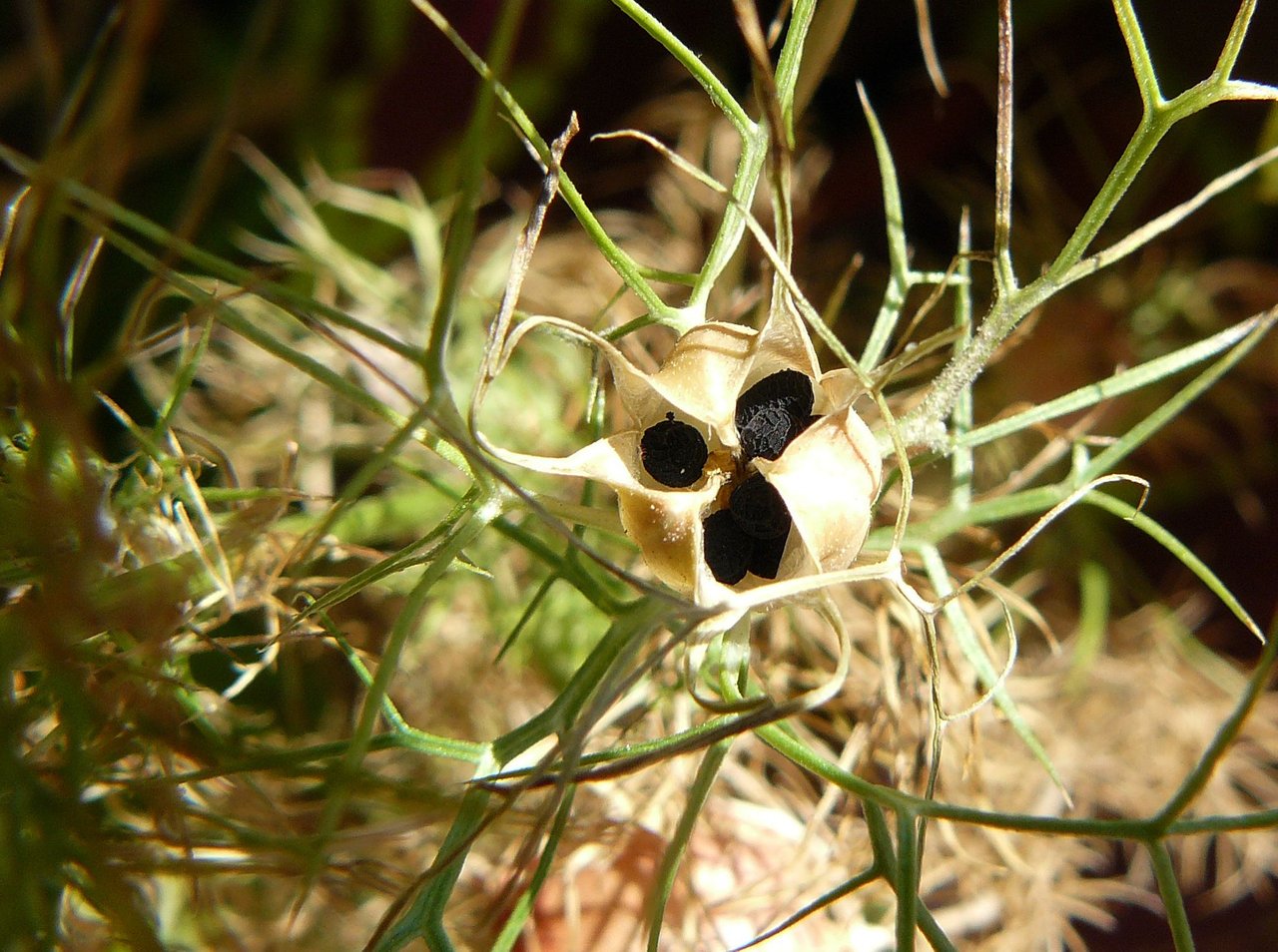 nigella seeds in pod.jpg