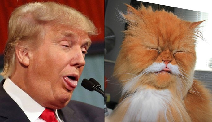 IS DONALD CHUMP A PIONEER IN INTER-SPECIES SCALP TRANSFERAL SURGERY ...