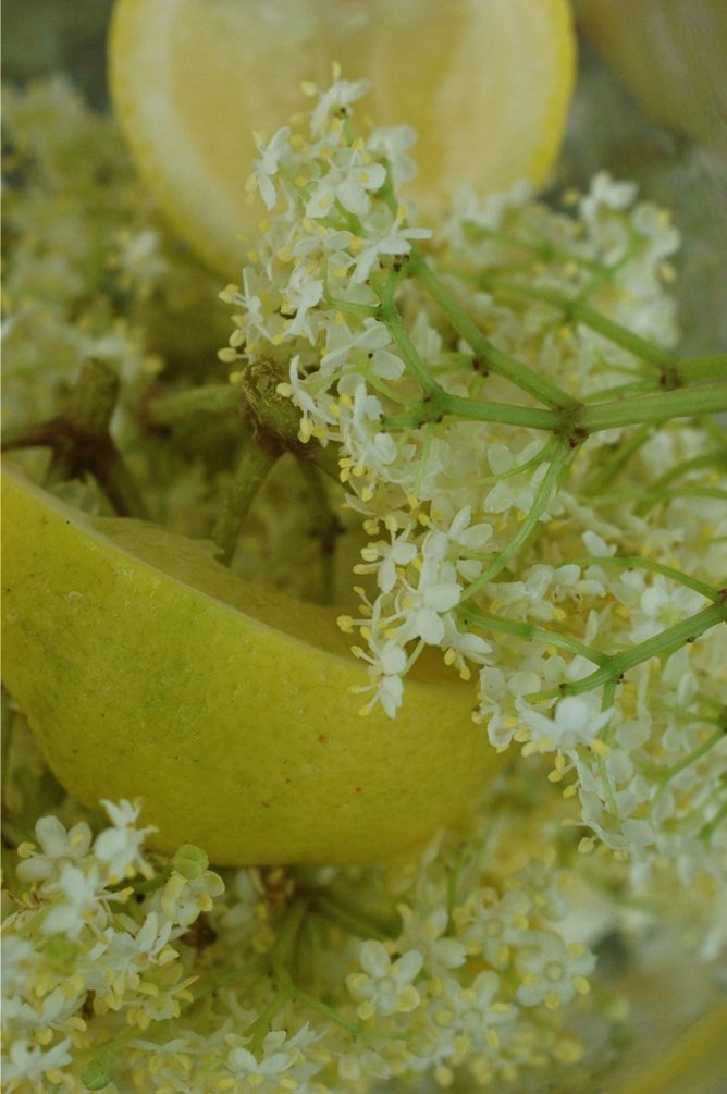 Elderflowerandlemon.jpg