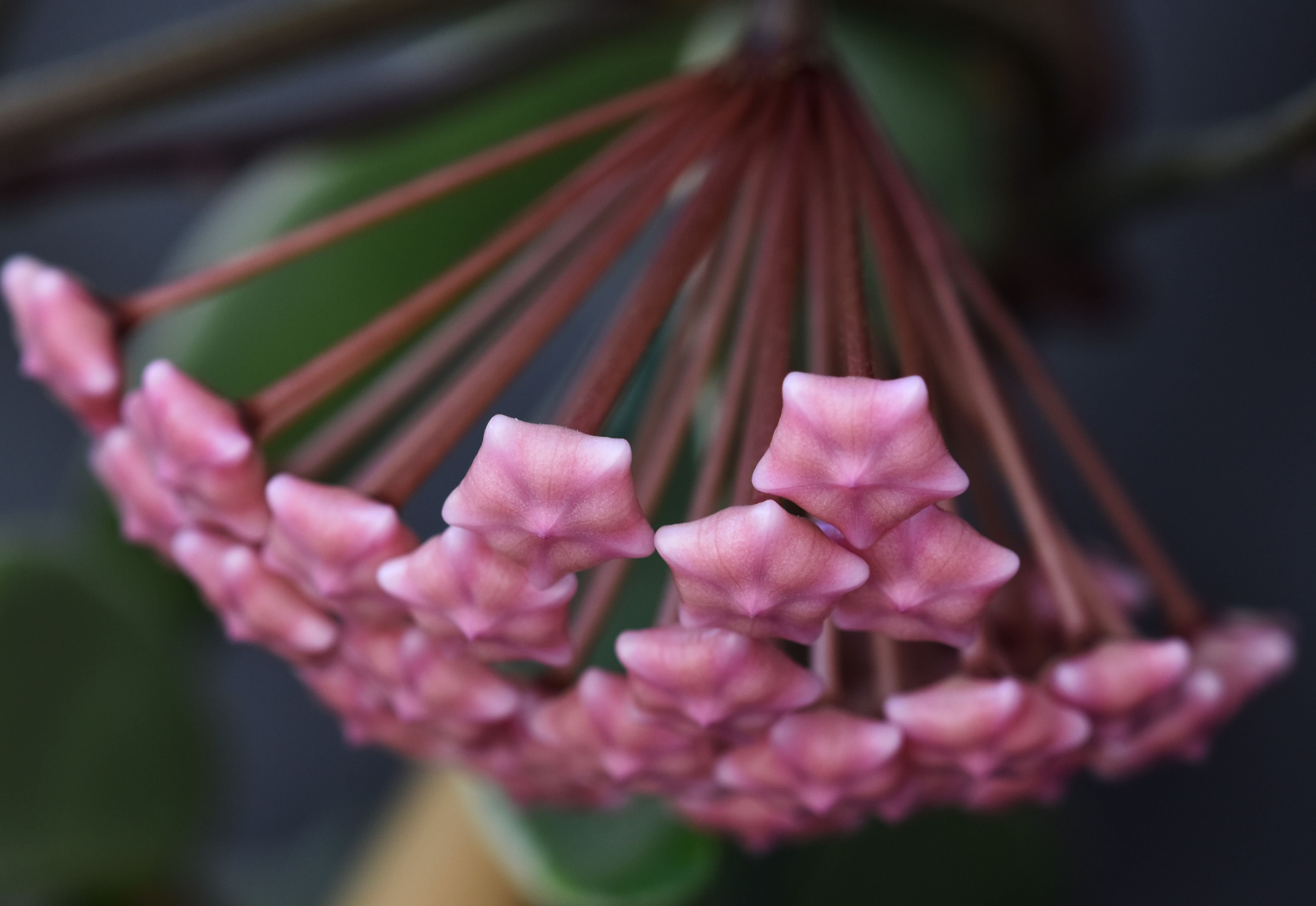 Hoya buds 4.jpg