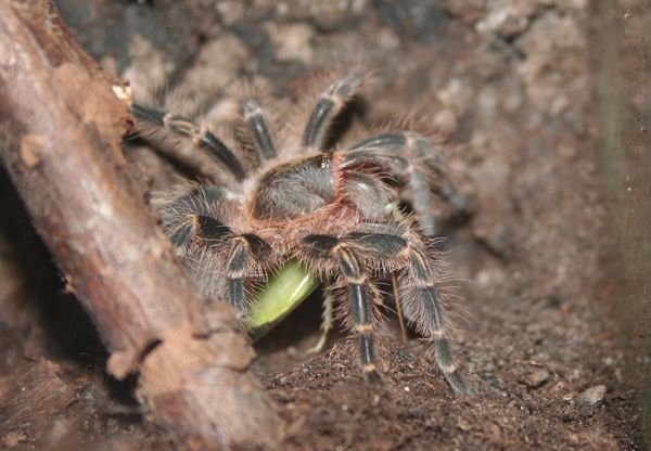 Grammostola aureostriata -2.jpg