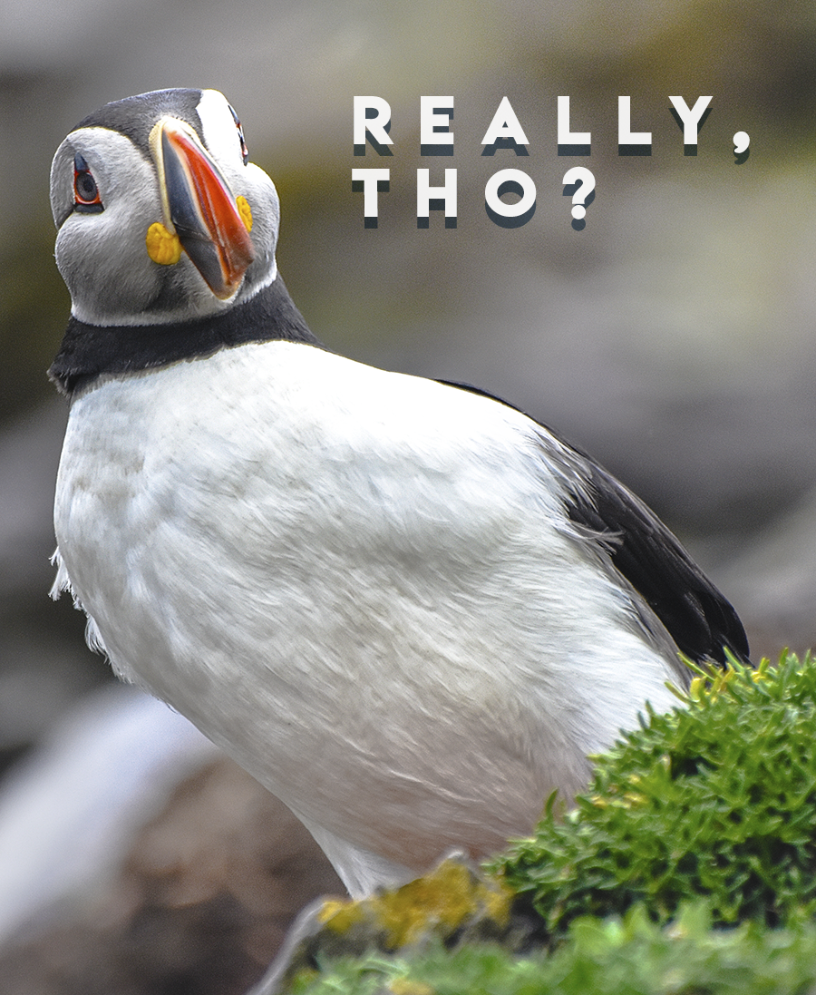 crimsonclad: close up puffin photography on skellig michael.