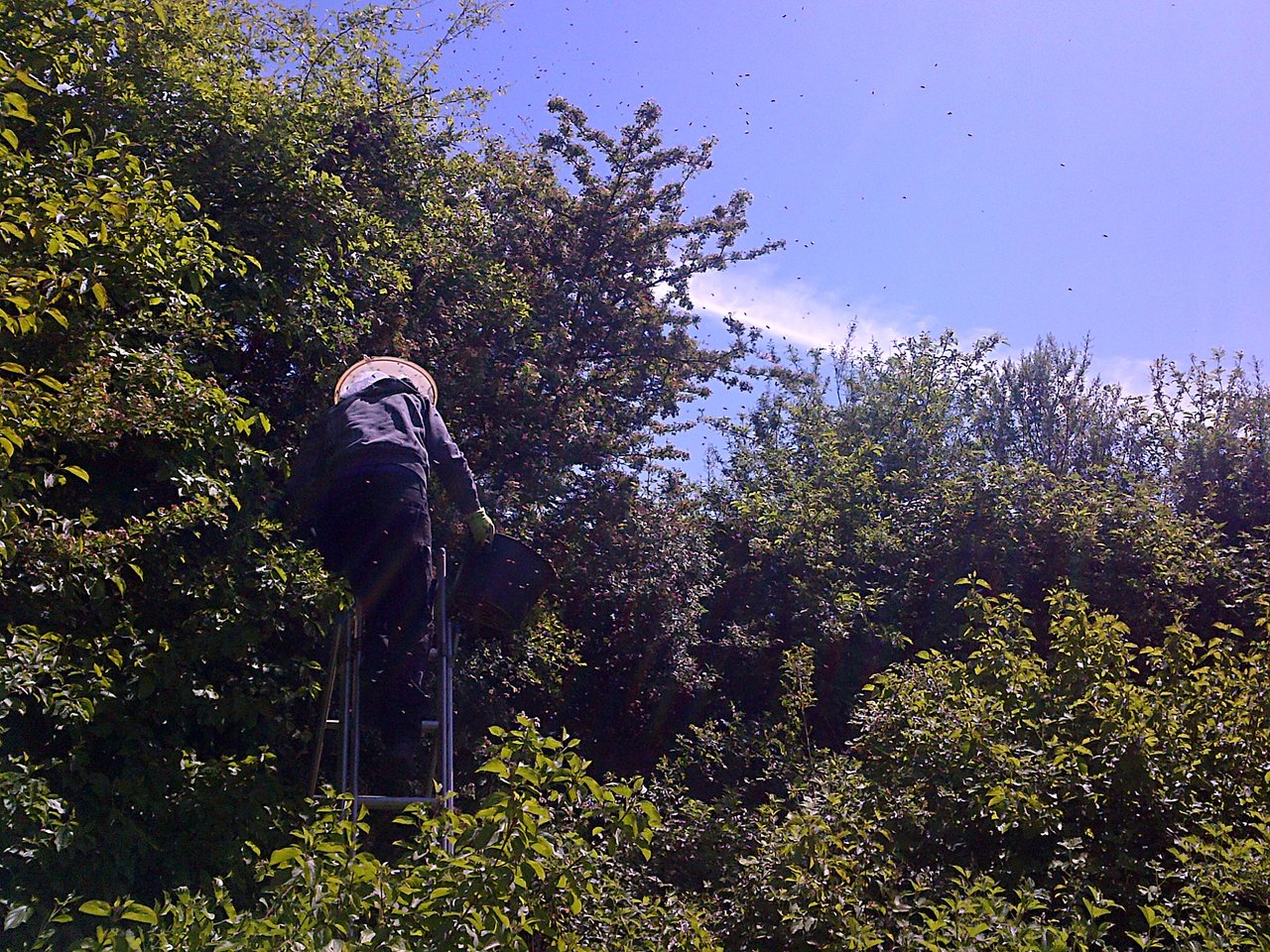 bucket full of bees