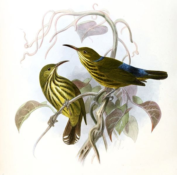 Mengenal Lebih Dekat Tentang Burung Madu Rimba