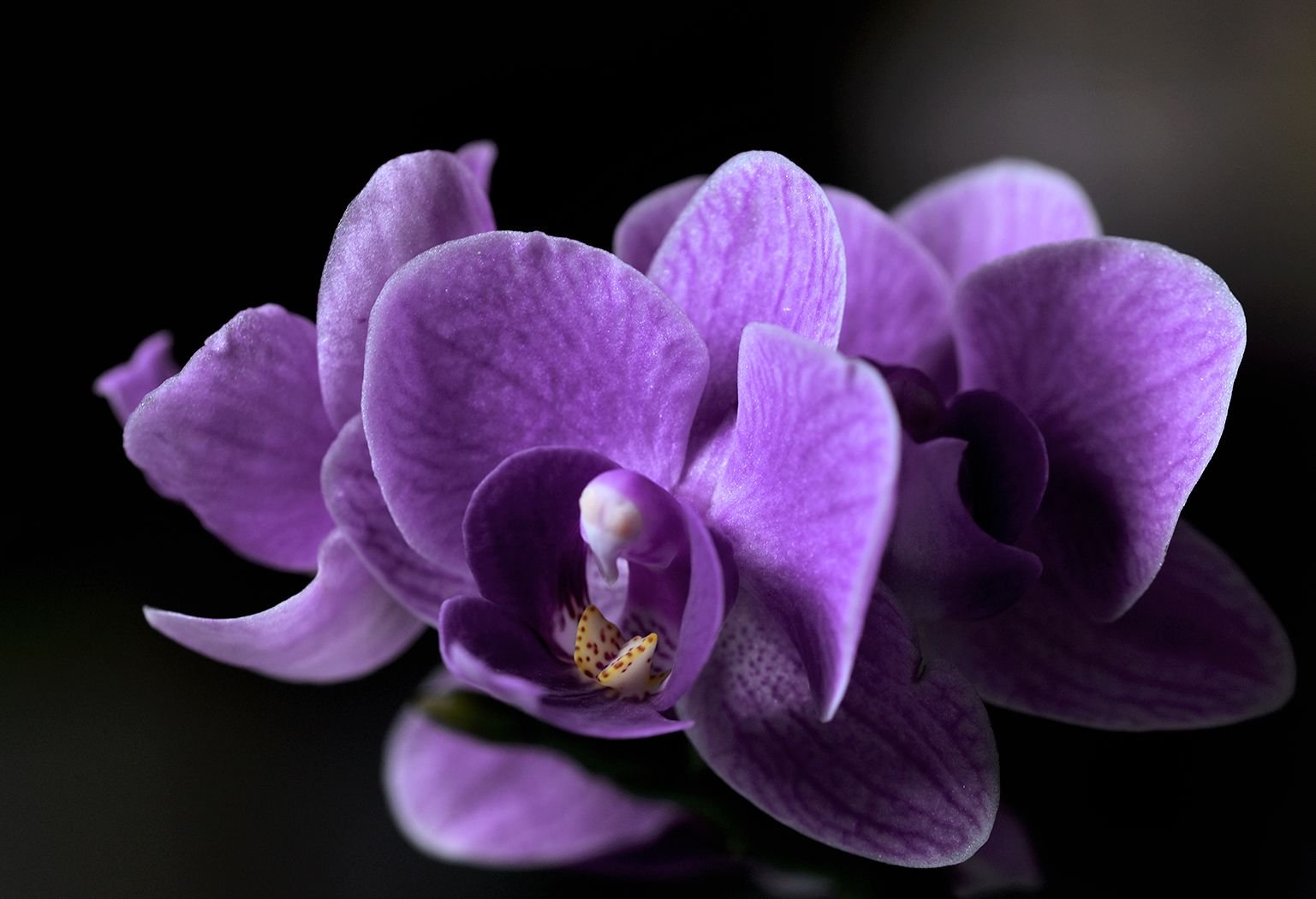 mini phal purple 1.jpg