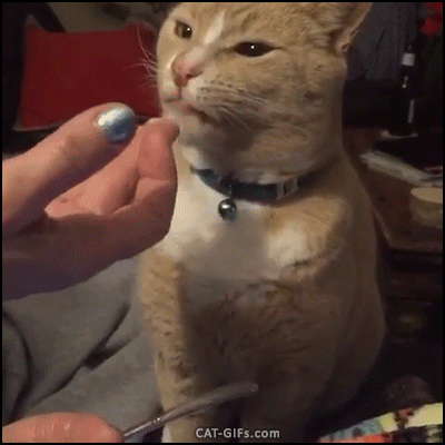 CAT GIF • Cat licks an ice cream on finger and gets a purrfect brain freeze haha.gif