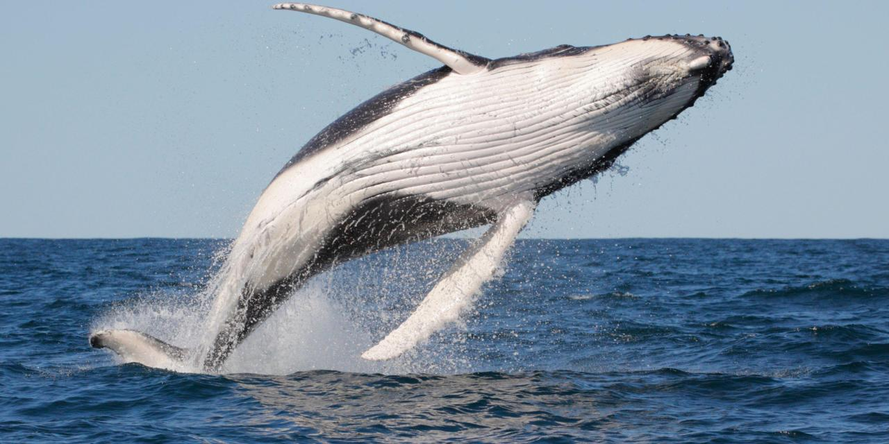 Whale Watching In Real Life; (Perth, Australia)