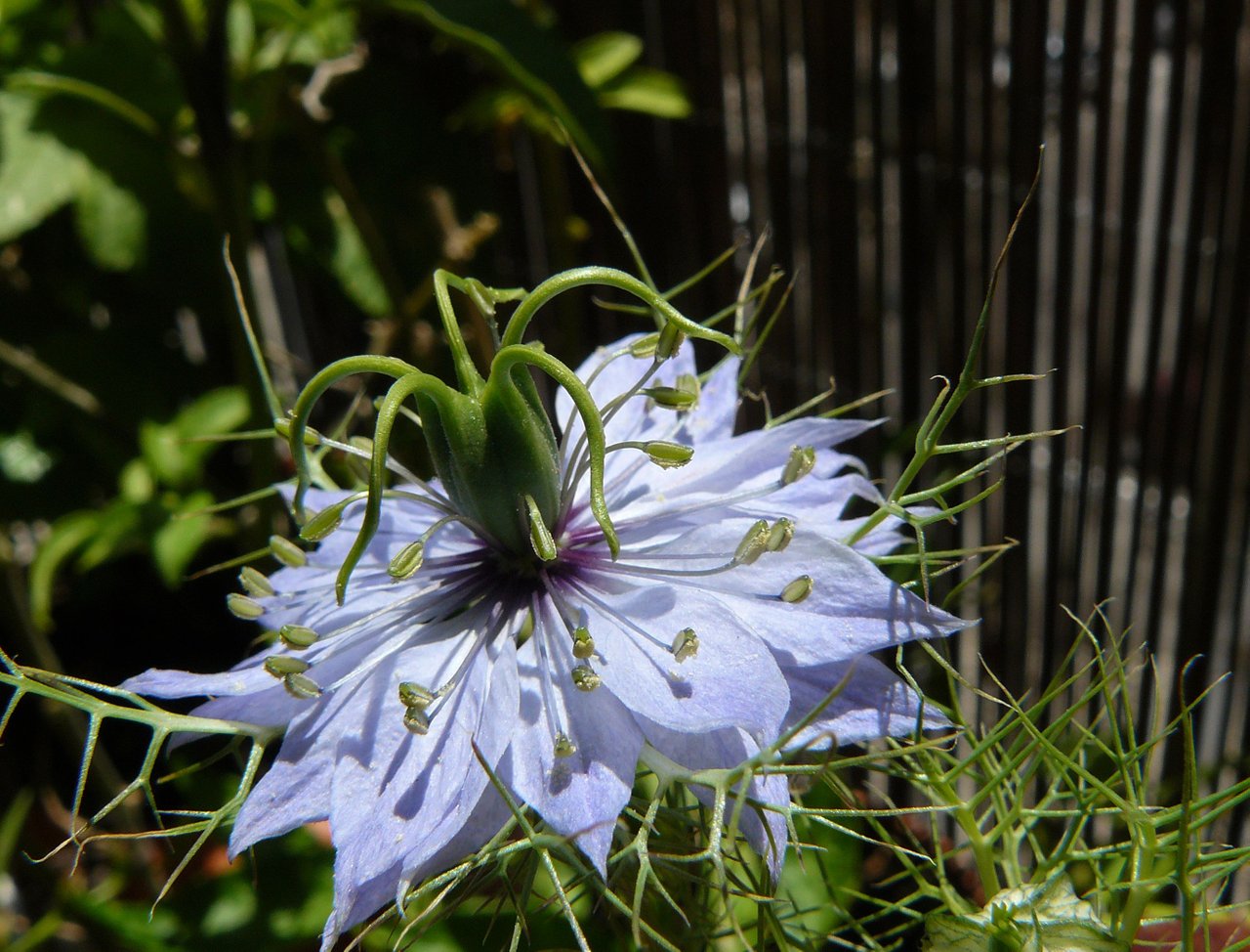 Nigella blue.jpg