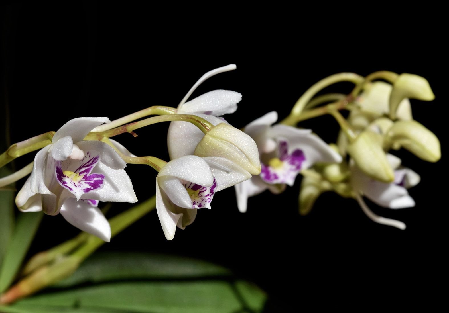 dendrobium kingianum var silcockii 2.jpg