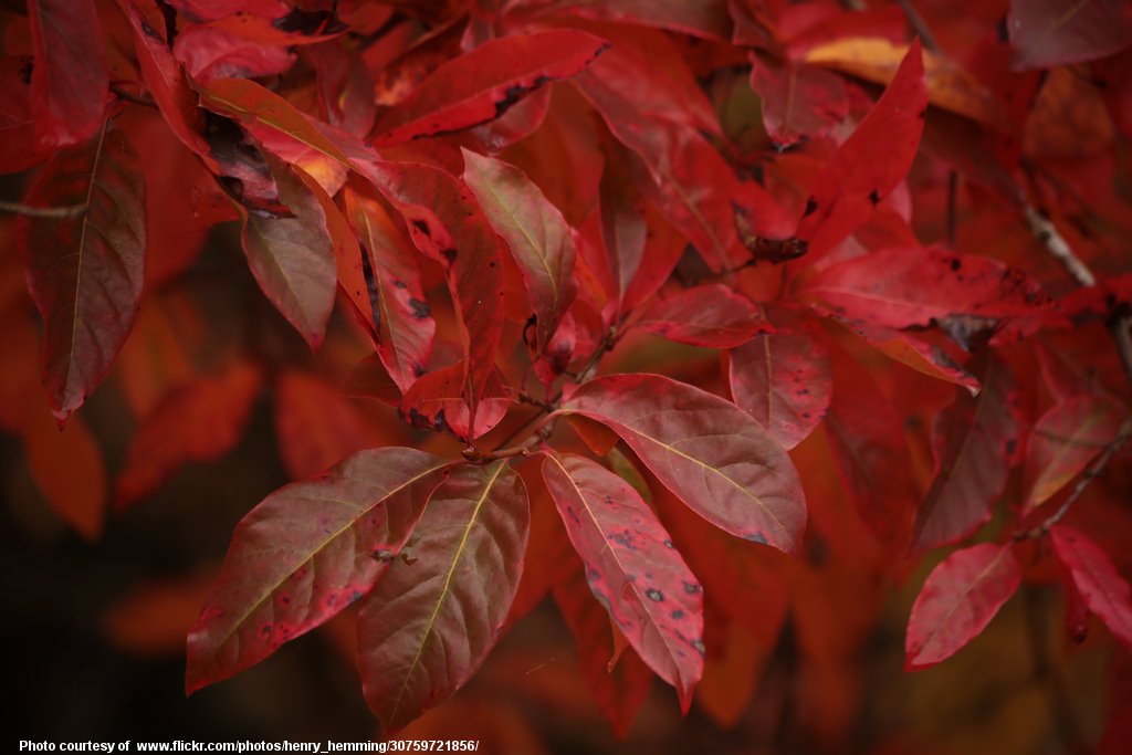 Red Leaves-002-110216.jpg