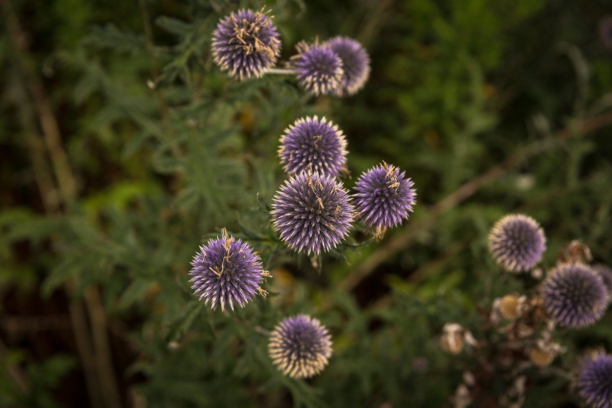 flowers blue 3.jpg