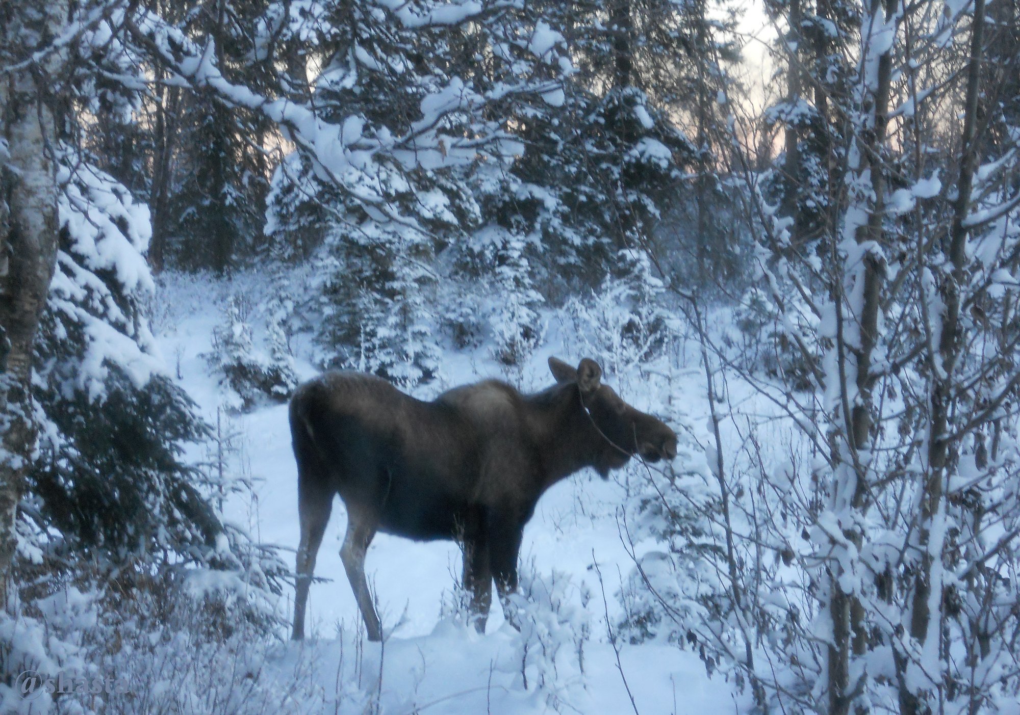 shasta2017dec17th47moosemonday2io.jpg