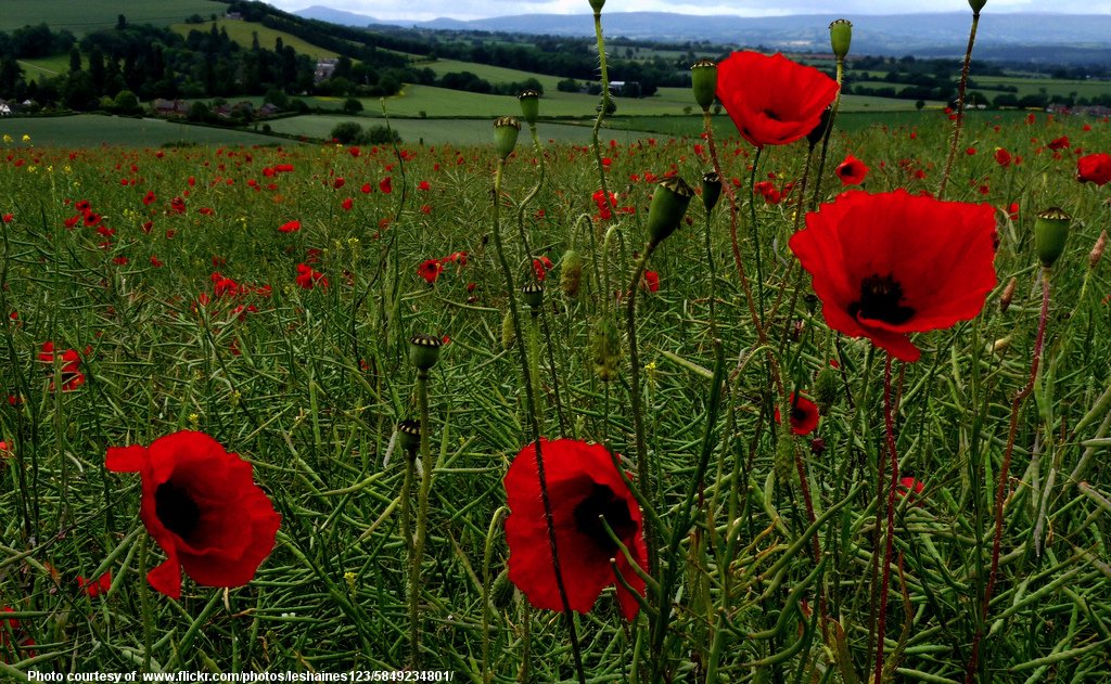 RedPoppies-001-032217.jpg