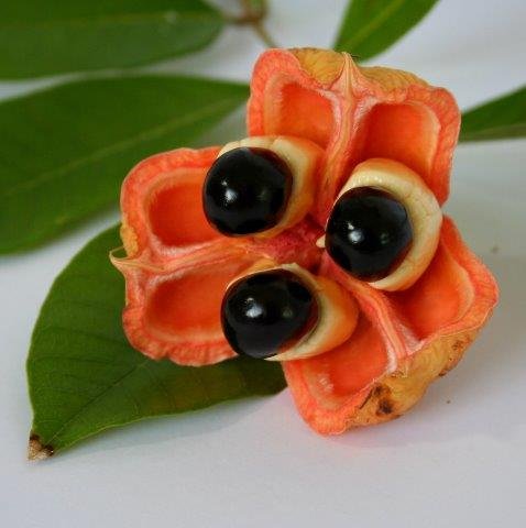 ackee 1.jpg