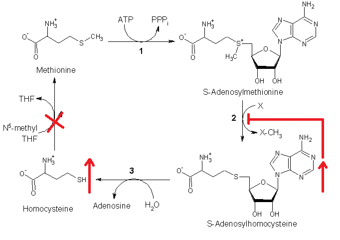 Met_pathway2.gif