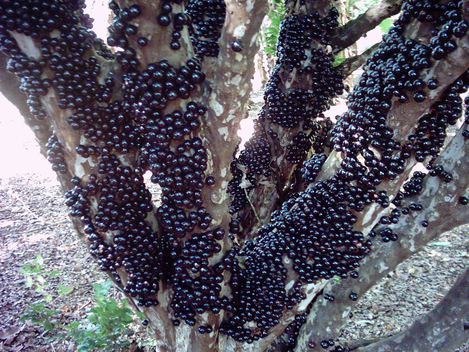 Jabuticaba.jpg