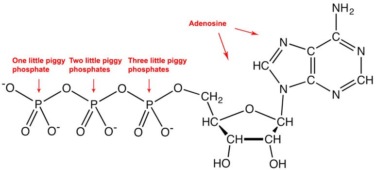 1024px-ATPanionChemDraw-.jpg