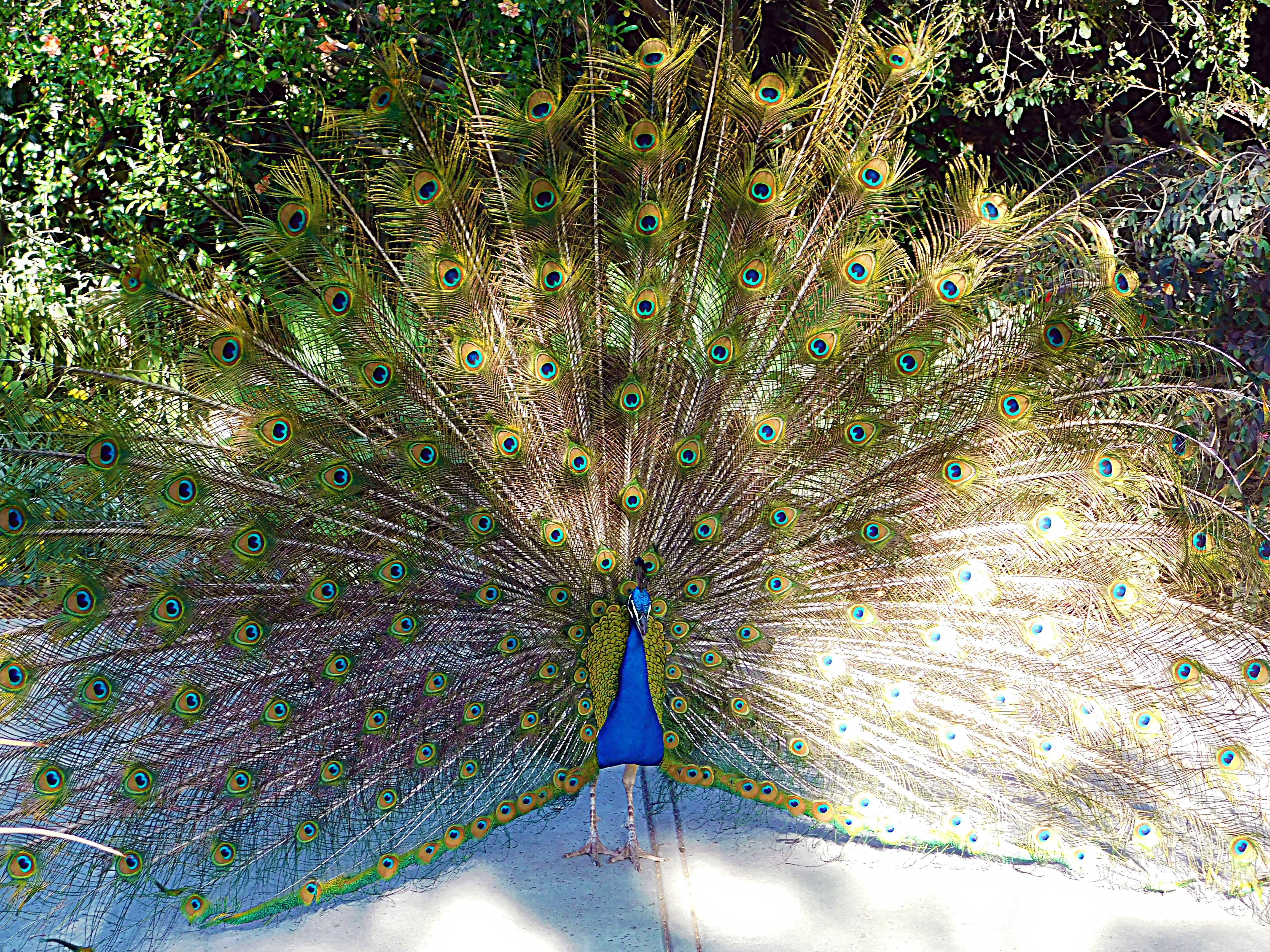 los angeles arboretum, flowers of paradise, birds of paradise, animalphotography, jeronimo rubio (165).JPG