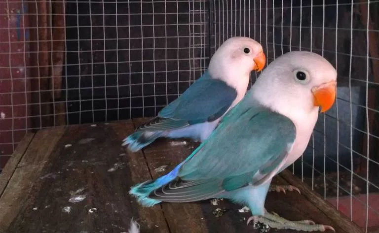 15 Jenis Warna Lovebird Termahal yang Paling Dicari Orang