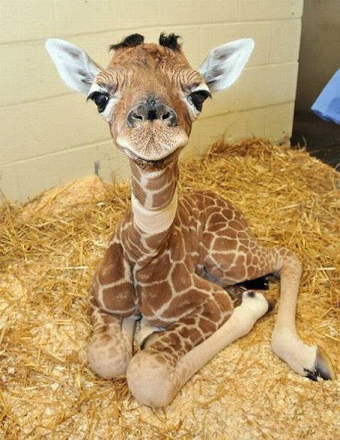 Baby-giraffe.jpg