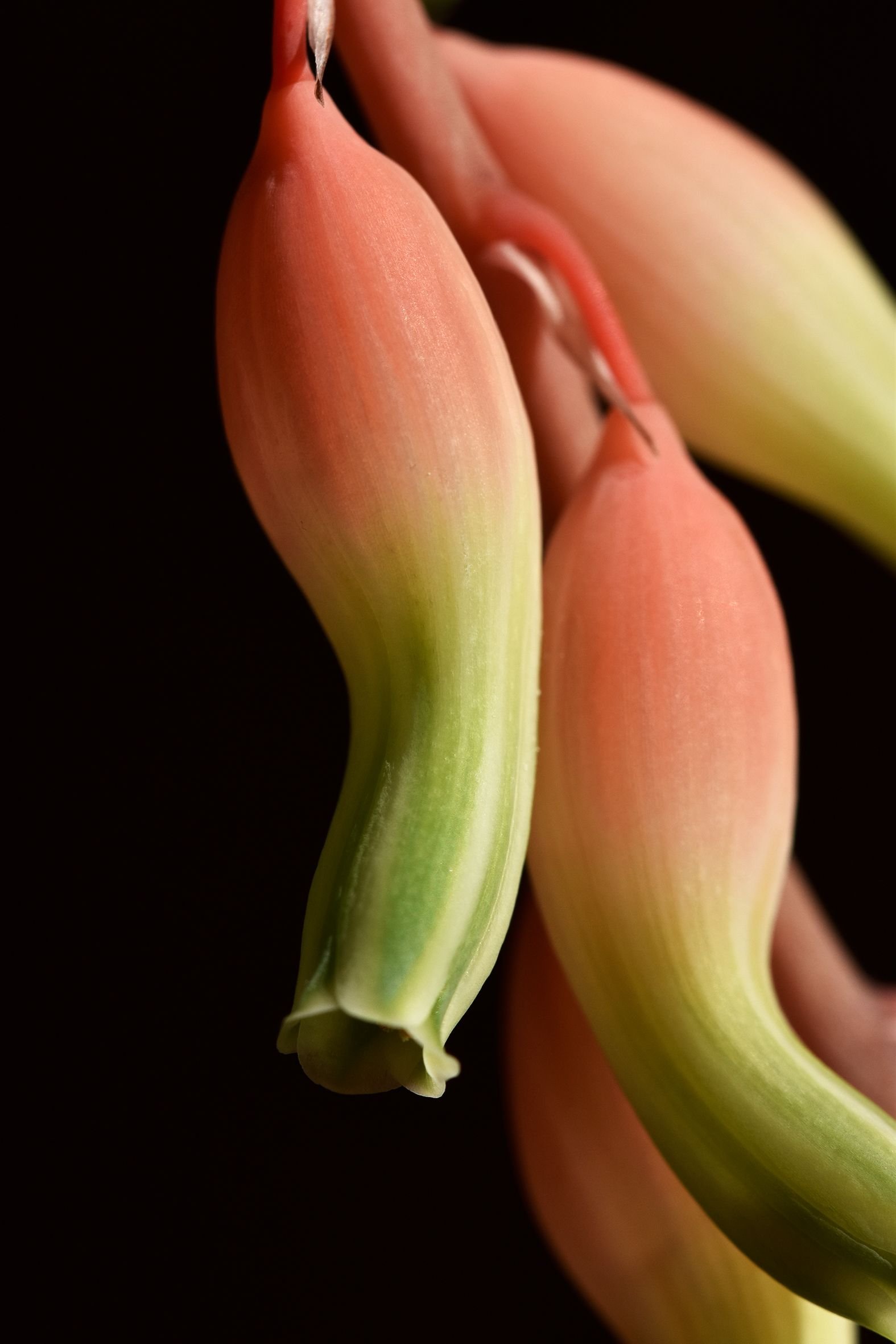 Gasteria flower macro 2.jpg